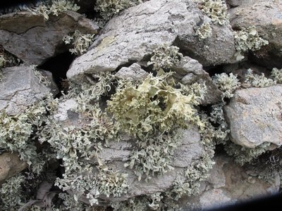 [Ramalina tingitana]